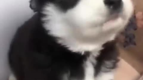 Baby Husky howling so cute