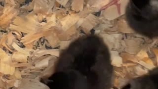 Parkour Chick Baby Chicken