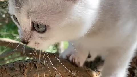 A little cat playing on the tree, 🥰