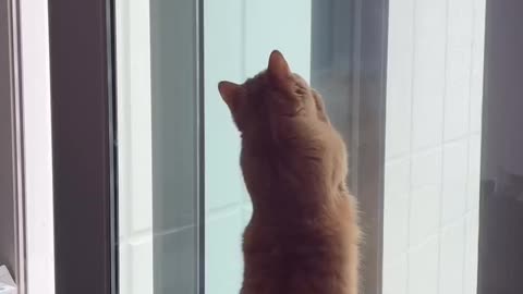 Amazing cat trending video