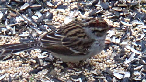 Chirping Sparrow