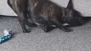French bulldog shows off her twerking skills