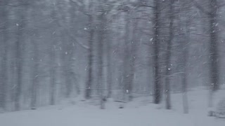 Snow in the woods 2022 winter storm Dec 14