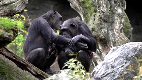 Grieving chimpanzee carries dead baby at Spanish zoo