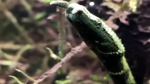 Herpeton (tentacle snake) Erpeton tentaculatum