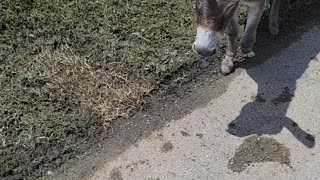 Miniature donkeys need some love