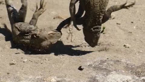Lizard Fighting