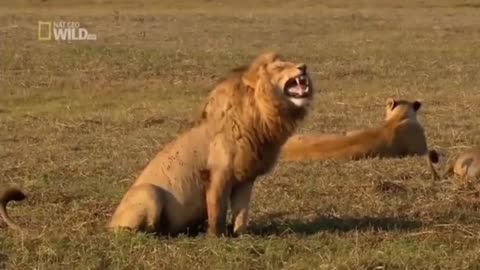 See lion laughing #viral #viralvideo