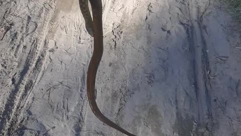 Hunting a snake