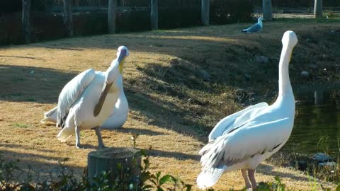 white pelicans by a lake