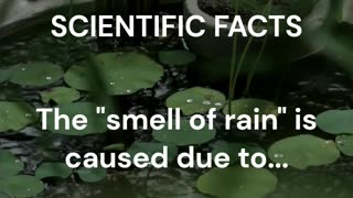 Unraveling the 'Smell of Rain': Scientific Facts that will blow your mind!