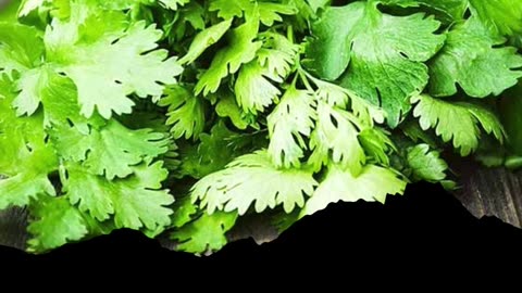 Three main benefits of green coriander