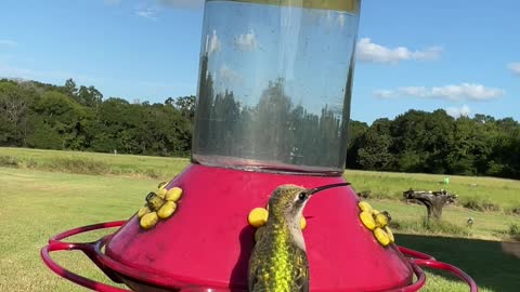 Beautiful video of hummingbirds at a feeder