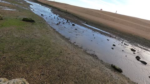 Bu a river on the coast. Aquatic birds.