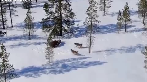 Grey wolves attacking Brown Bear