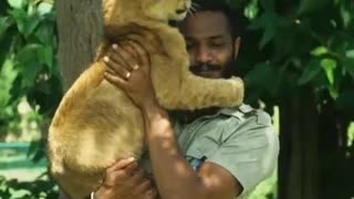 Lovely lion ❤️❤️ video best animal