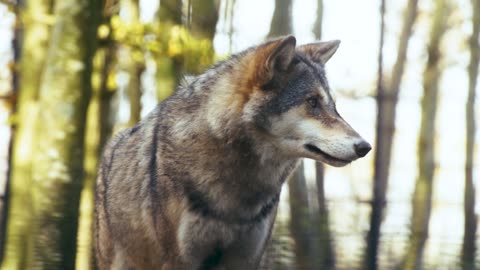 The Majestic World of Wolves: A Fascinating Look into the Lives of these Beautiful Creatures