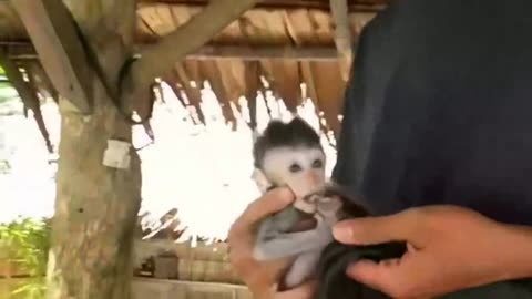 Baby Rat Burns his little toes