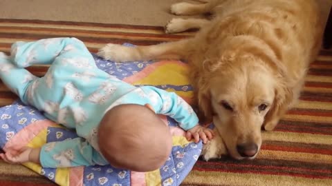 Golden Retriever Helps Infant with Tummy Time