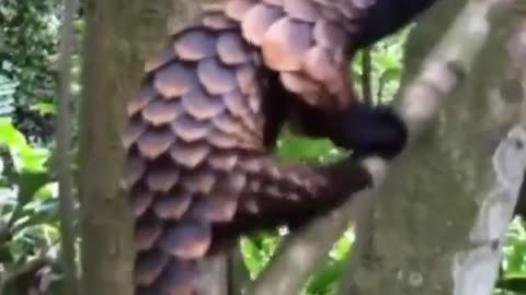 A Beautiful Black-Bellied Pangolin~It Has 47 Vertebrae In It’s Tall Taller Than Any Other Mammal