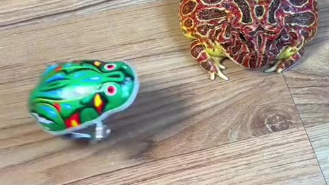 Funny frog #funnyvideos #funnyvideo #funnyvideograms