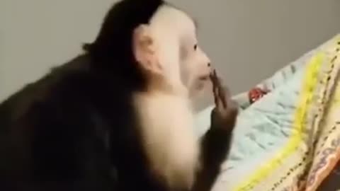 Naughty monkey