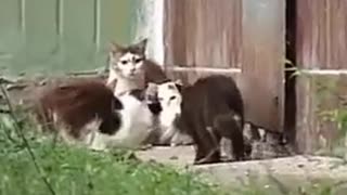 Rat vs Cat Gang