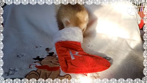 Romeo the ferret Christmas photoshoot...easiest photoshoot ever!!