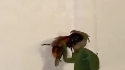 Praying Mantis vs. a Hornet or Bee?