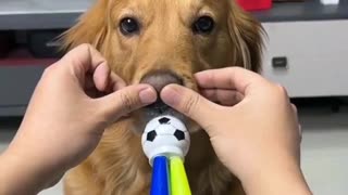 dog playing the bugle