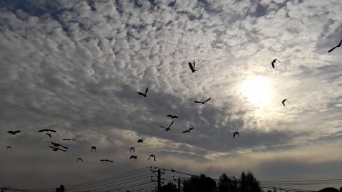 Birds Fly Cloudy Sky