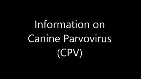 Canine Parvovirus: Important things to know!