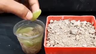 Simple method to grow Grapes