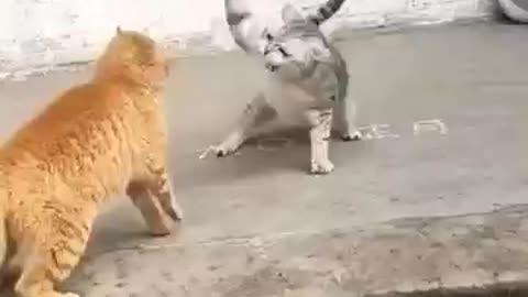 Cat funny fight 😀😀