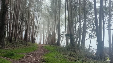 Morning fog in the forest.