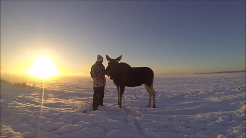 Magical bond between man and wild moose calf