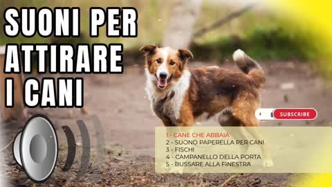 Cane che abbaia | Suoni per attrarre cani - Prod. By "A Quattro Zampe"