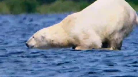 Polar bears forage in the cold water