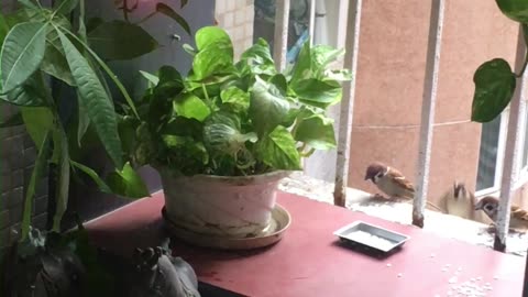 House sparrows balcony party