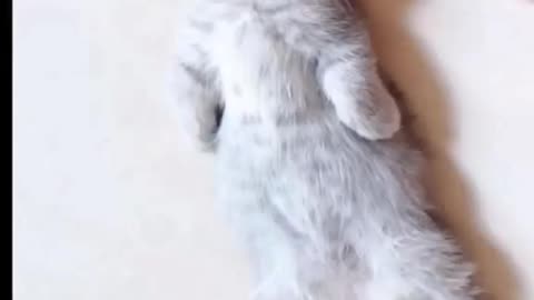 Funny and Cute Animals Videos 😂😂