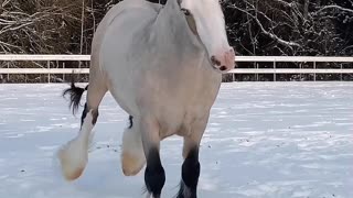Gypsy cob stallion
