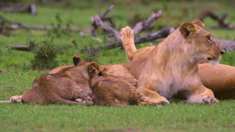 Feeding lion cubs from mother they are adorable