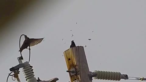 KalibrGun gets starling atop power pole