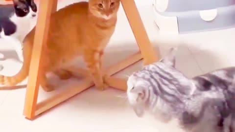 Funniest Animals 2023 😂 Funniest Cats and Dogs 😺🐶