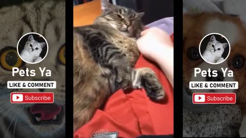 Supper Cute and Funny Cats 🐱 Videos to Keep You Smiling 💗 - TikTok Compilation - 💗 #26 - Pets Ya