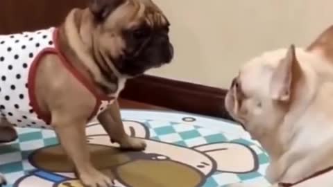 Funny Trained Dog Video...Click link below for best dog training