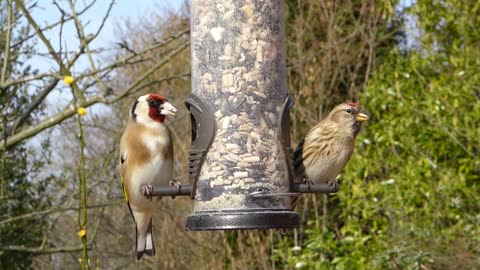 Goldfinch Goldfinch 2