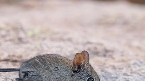 Thirsty Elephant Shrew Drinks Spilled Bear #funny #comedy #elephant #shrew