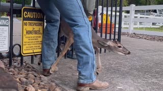 Helping a Deer Stuck in a Gate