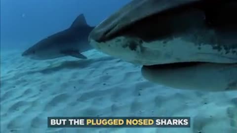 The fiercest shark in the ocean